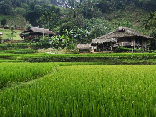 riziere cambodge