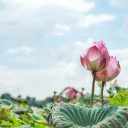 lotus plantations cambodge